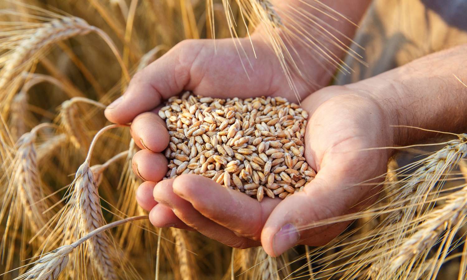 国産小麦の特徴とは　品種や利点を解説、輸入小麦との比較も