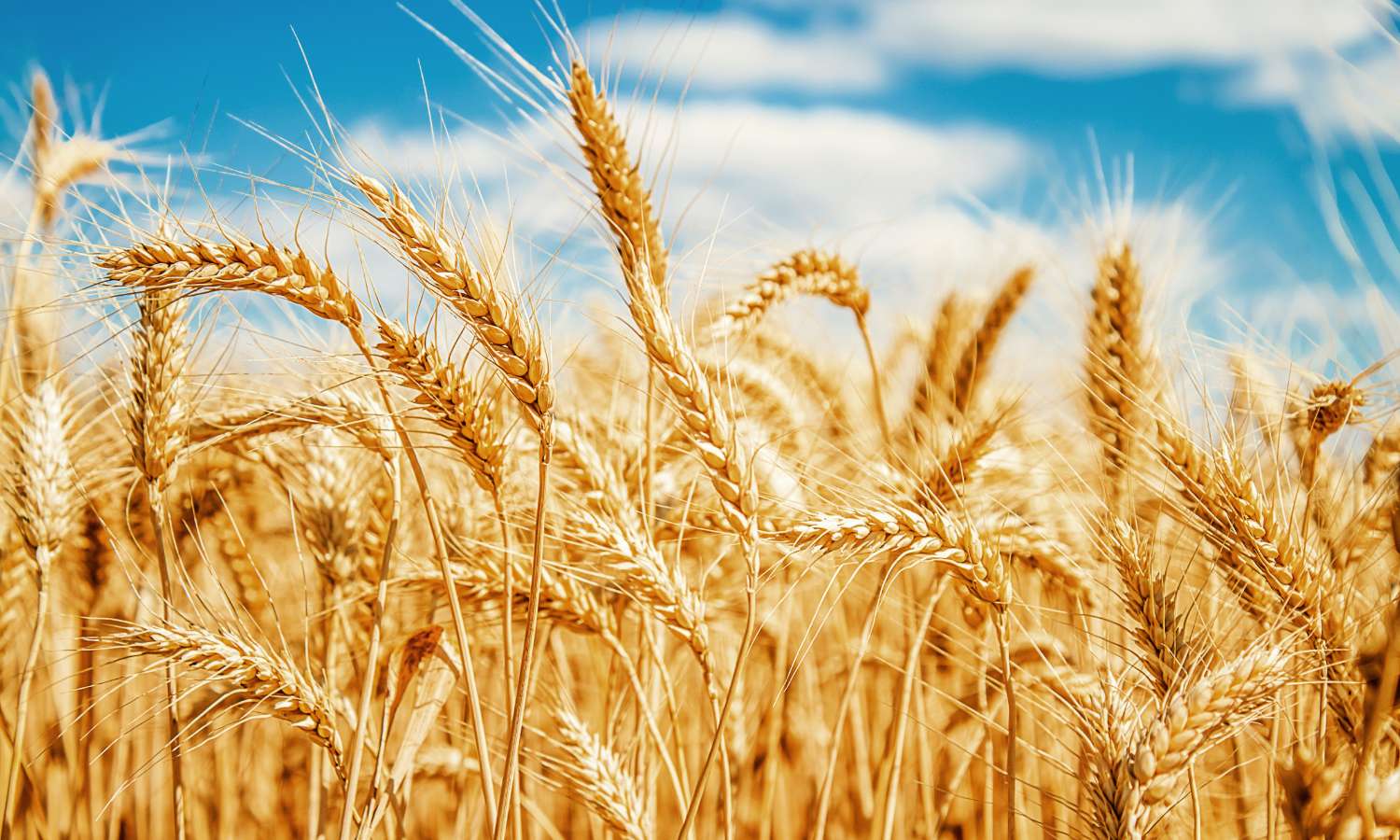 国産小麦と輸入小麦の違い～メリットとデメリット