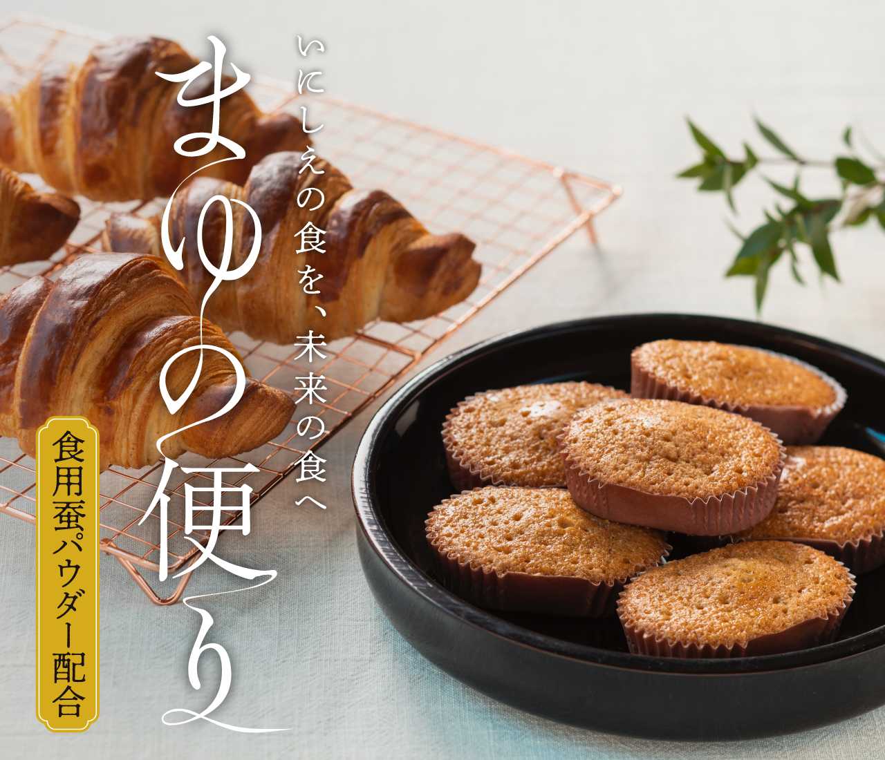 まゆの便り